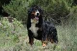 BOUVIER BERNOIS 429